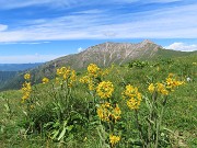 54 Tephroseris longifolia  (Senecione di Gaudin) con vista in Menna